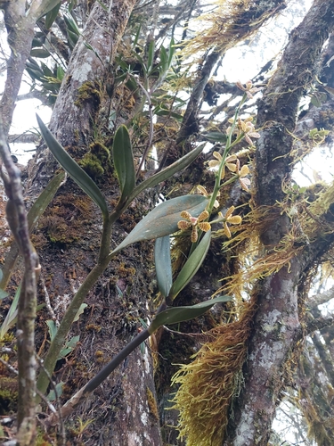 Prosthechea tigrina, photograph 3