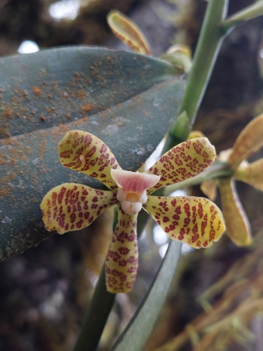 Prosthechea tigrina, photograph 4