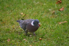 Columba palumbus
