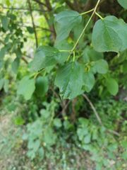 Rhamnus cathartica