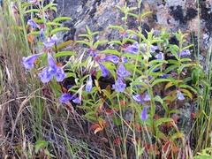 Scutellaria angustifolia