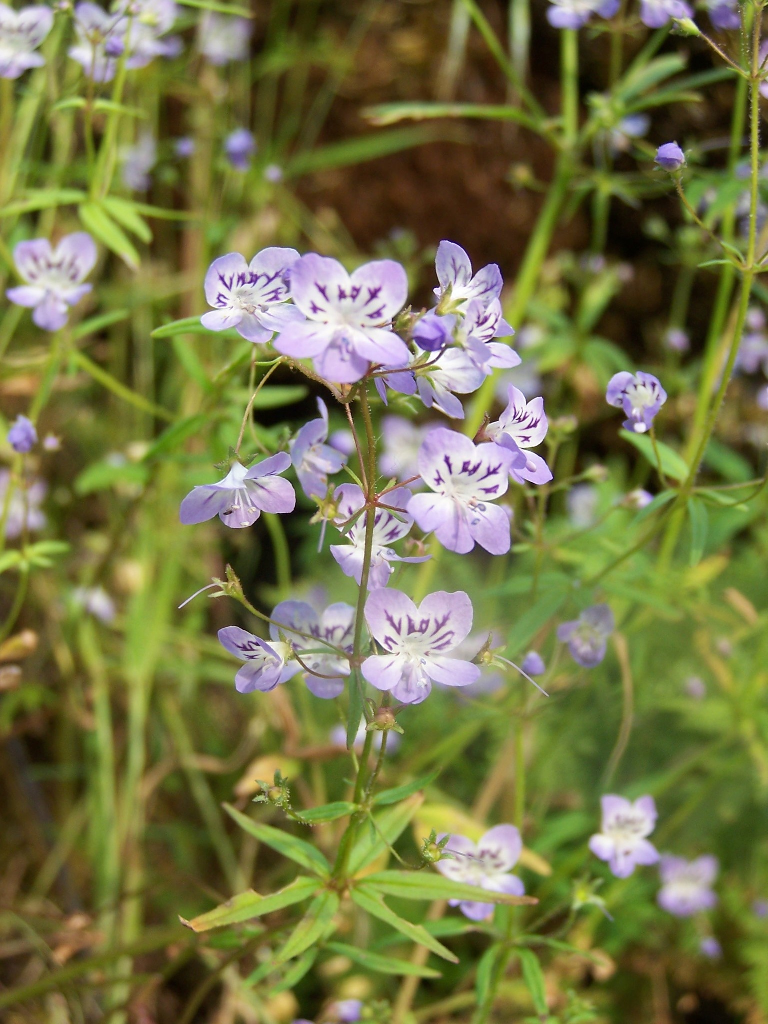 Tonella floribunda