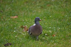Columba palumbus