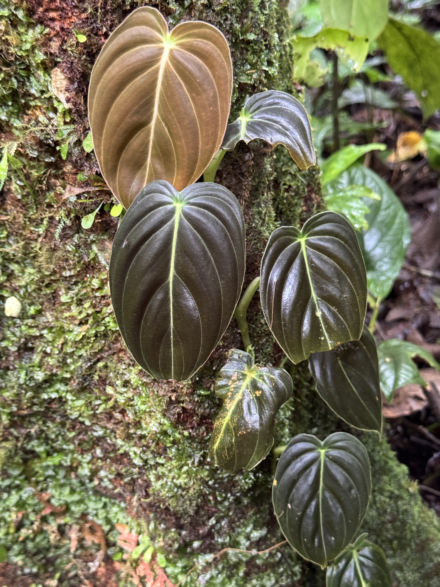 Philodendron melanochrysum