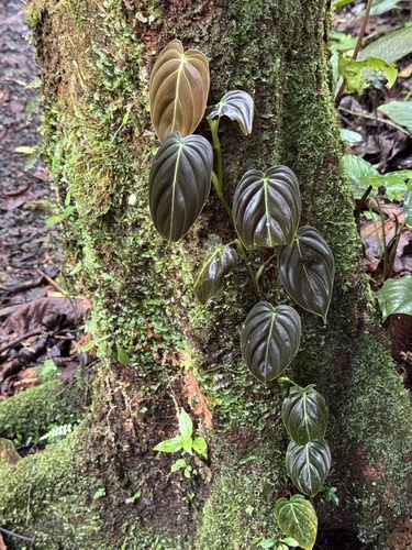 Philodendron melanochrysum, photograph 3