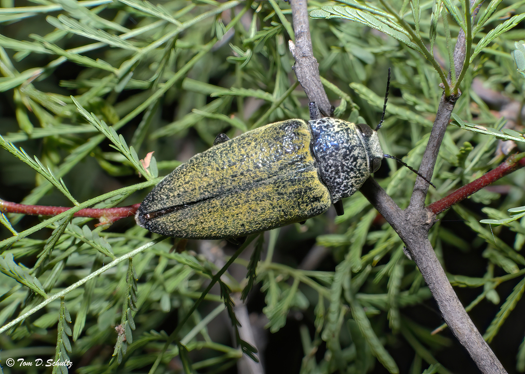 Gyascutus caelatus