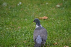 Columba palumbus