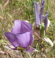 Calochortus nitidus