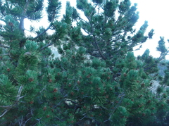 Pinus uncinata