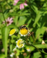 Philanthus bilunatus