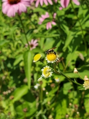 Philanthus bilunatus