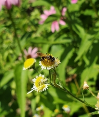 Philanthus bilunatus