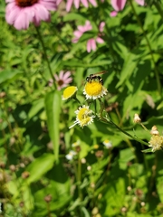 Philanthus bilunatus