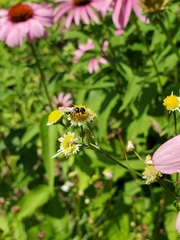 Philanthus bilunatus