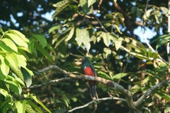 Trogon melanurus