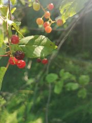Prunus virginiana