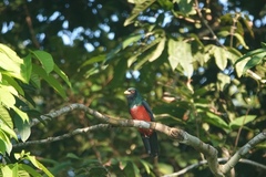 Trogon melanurus
