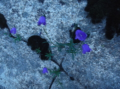 Campanula scheuchzeri