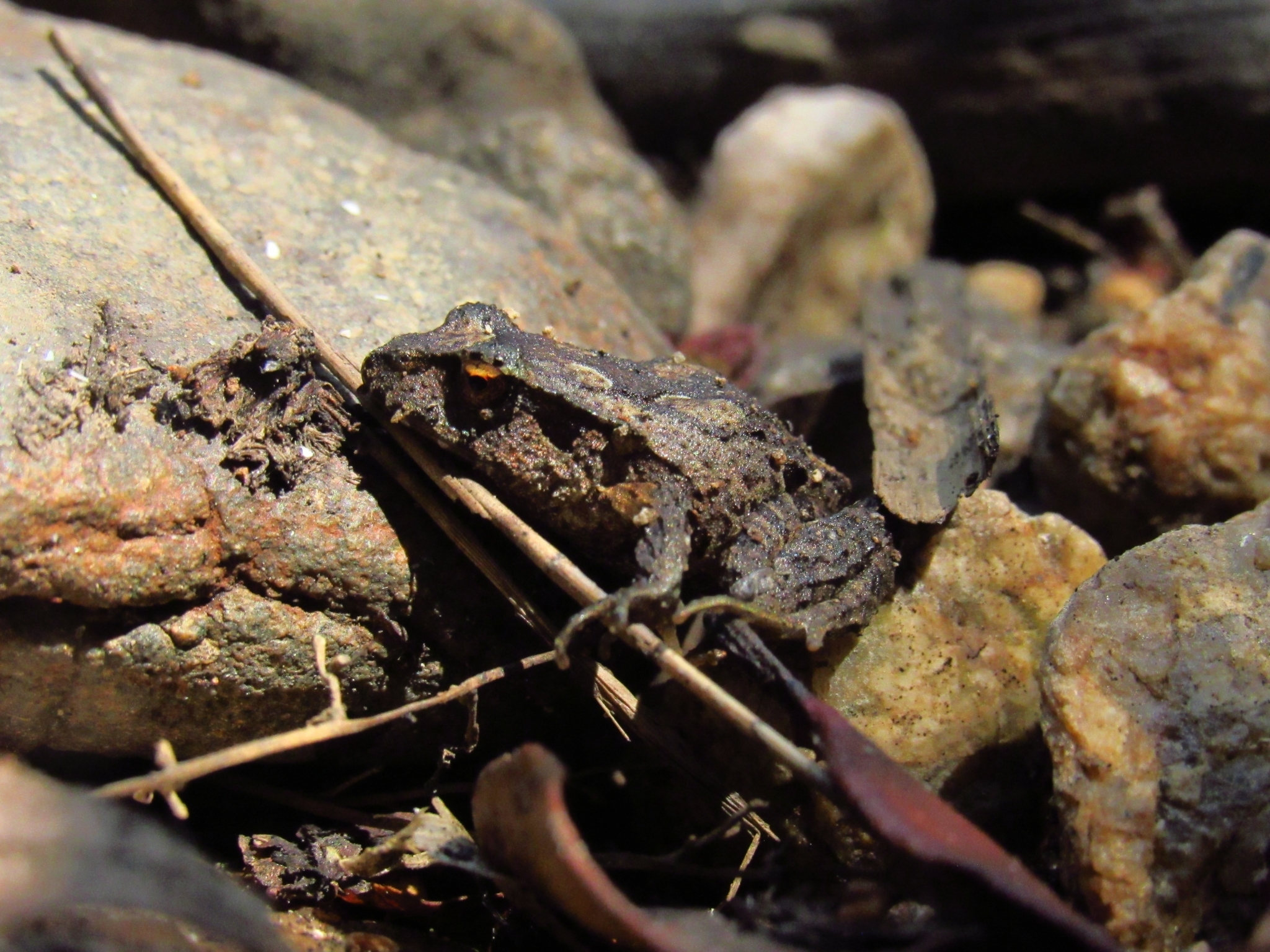 Eupsophus nahuelbutensis Ortiz & Ibarra-Vidal, 1992