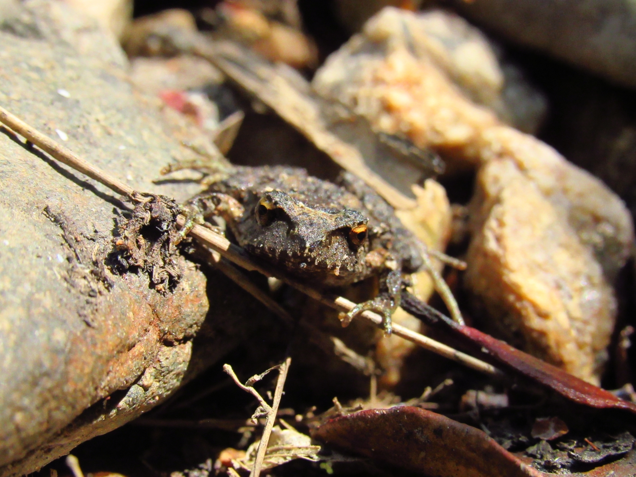 Eupsophus nahuelbutensis Ortiz & Ibarra-Vidal, 1992