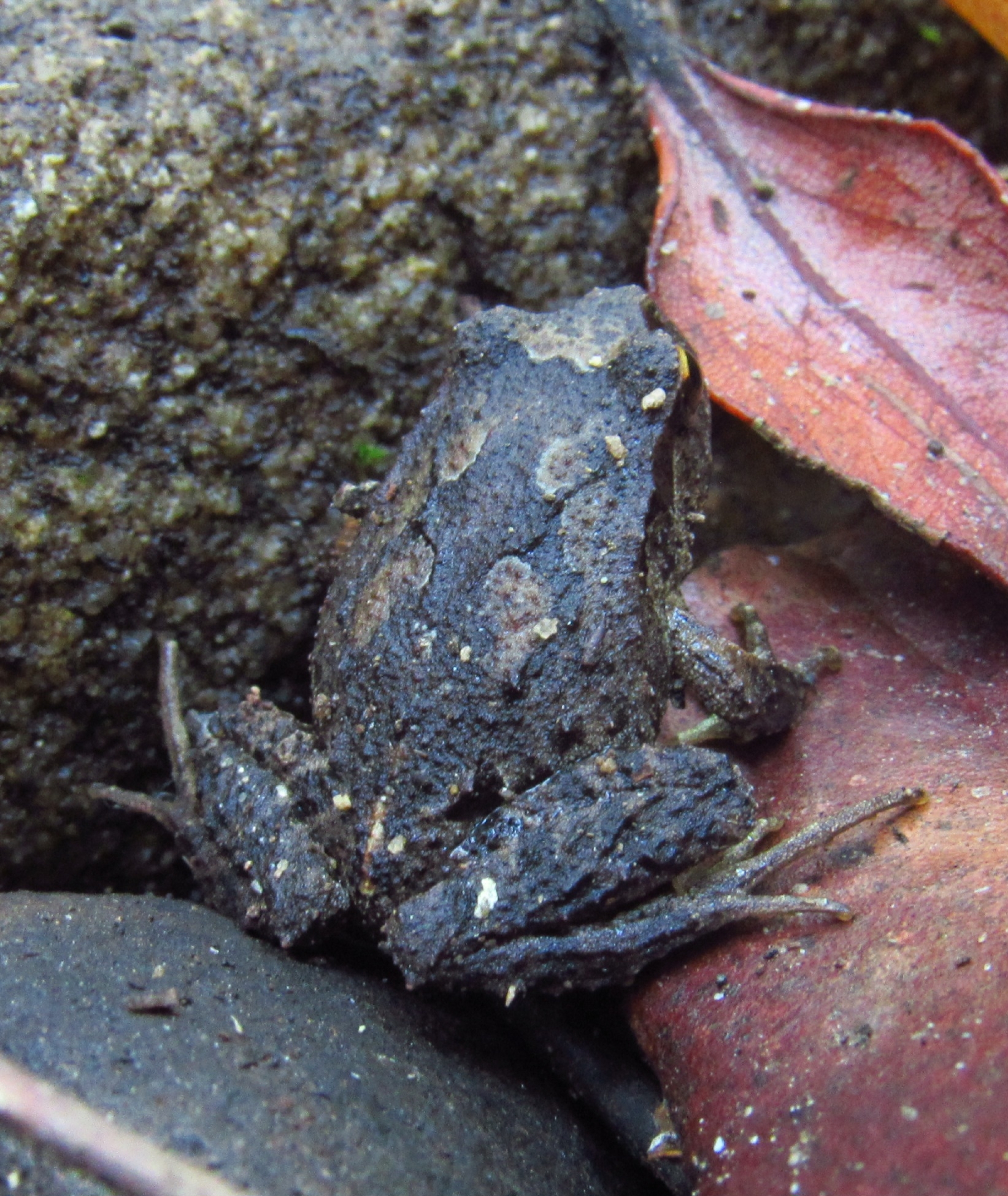 Eupsophus nahuelbutensis Ortiz & Ibarra-Vidal, 1992