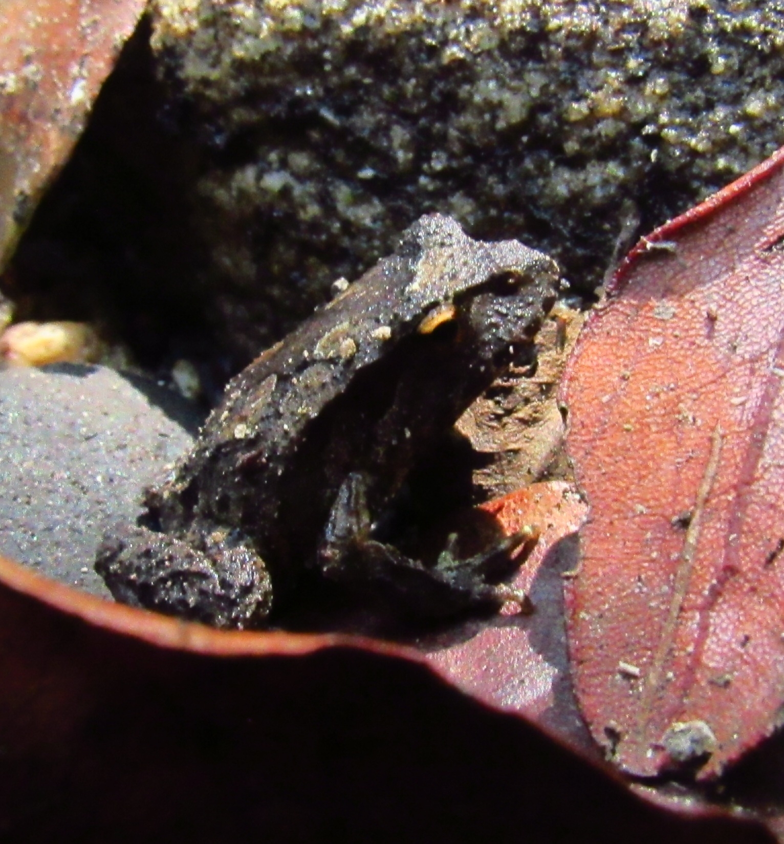 Eupsophus nahuelbutensis Ortiz & Ibarra-Vidal, 1992