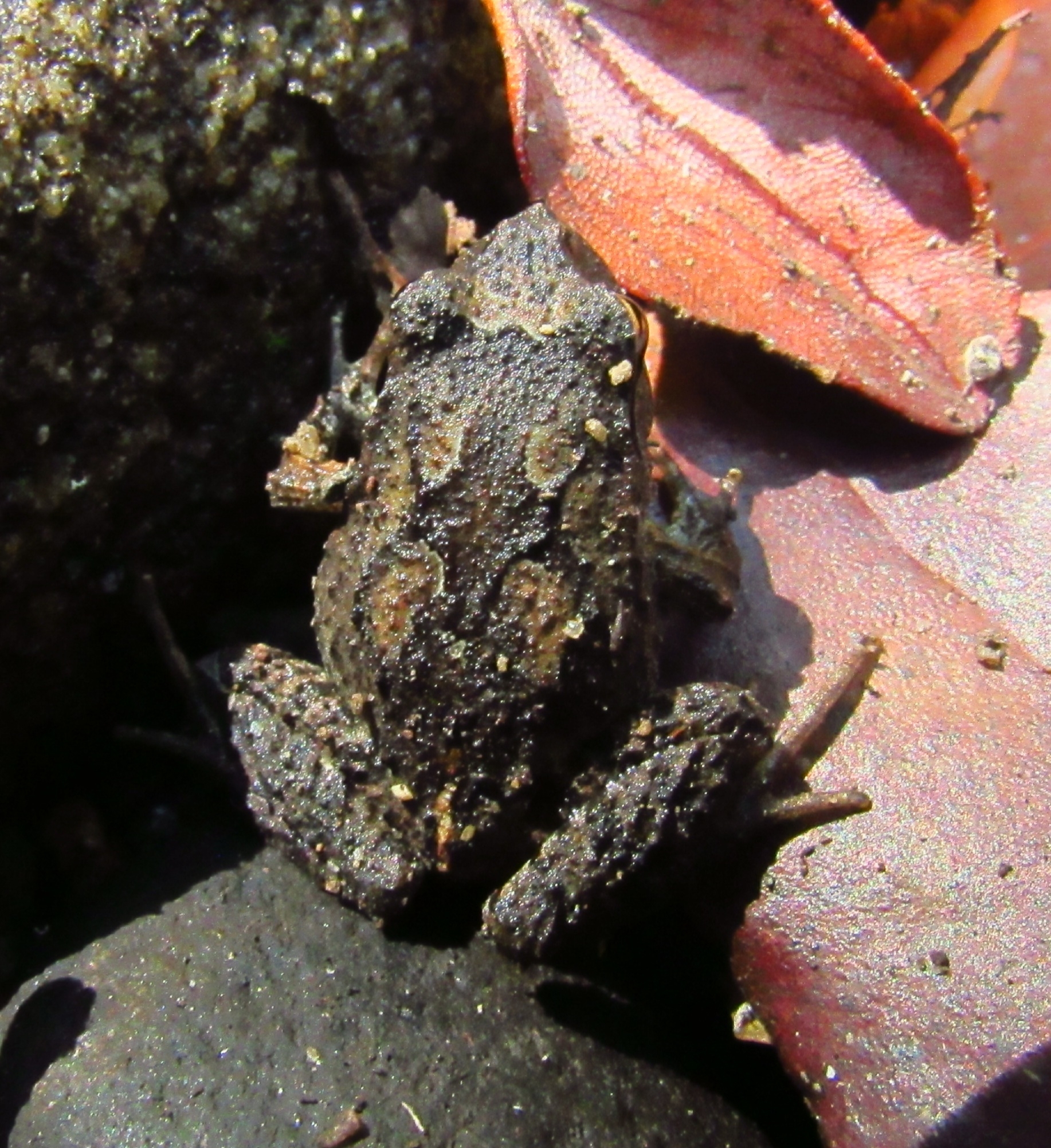 Eupsophus nahuelbutensis Ortiz & Ibarra-Vidal, 1992