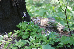 Cardamine constancei