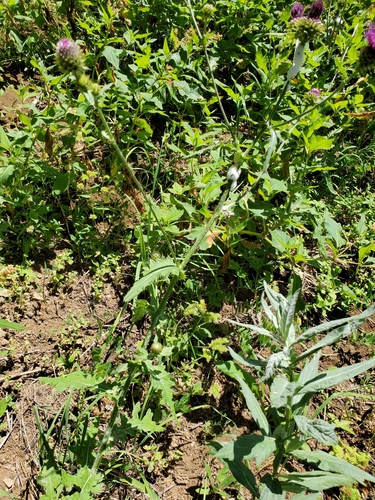 Image of Cirsium remotifolium by no rights reserved