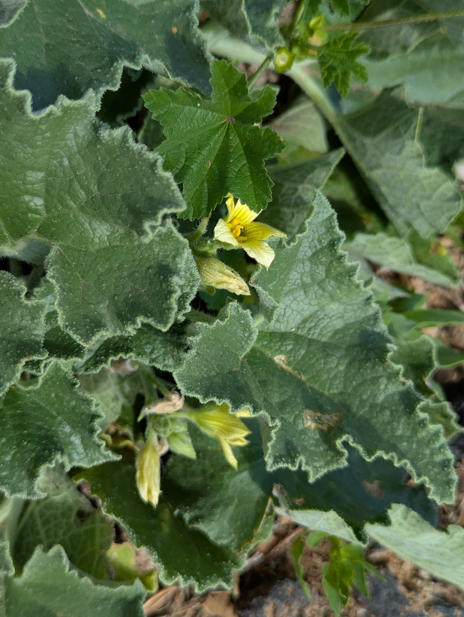 Pepinillo del diablo