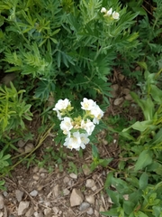 Polemonium foliosissimum