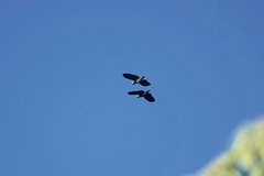 Brotogeris cyanoptera