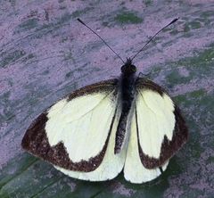 Leptophobia diaguita