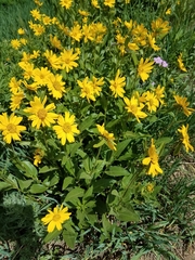 Helianthella