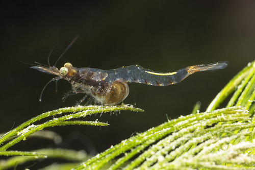 Limnomysis benedeni