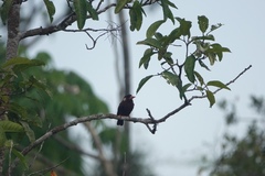 Galbalcyrhynchus leucotis