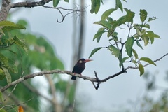 Galbalcyrhynchus leucotis