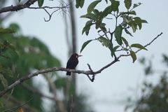 Galbalcyrhynchus leucotis