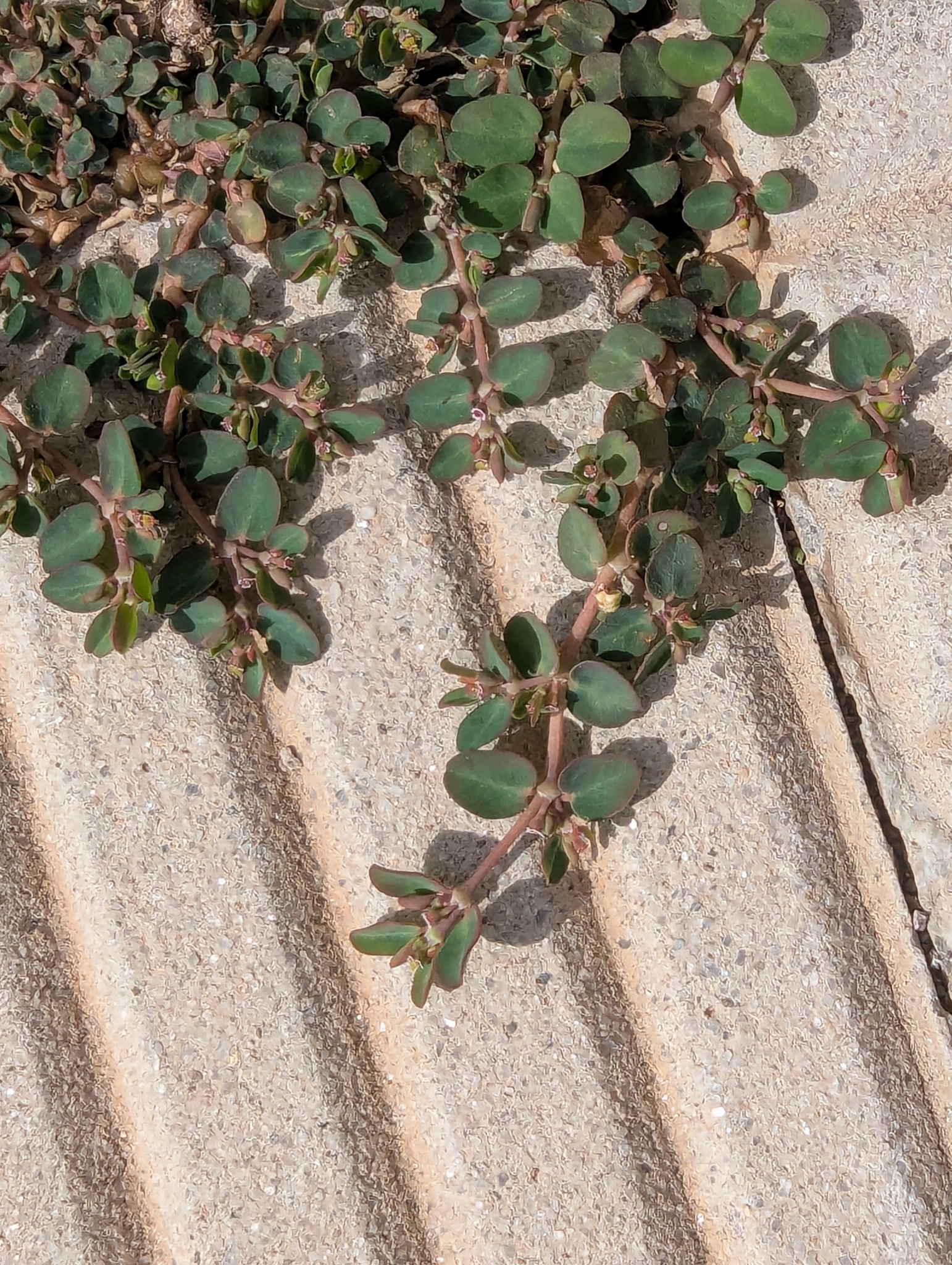 Euphorbia serpens