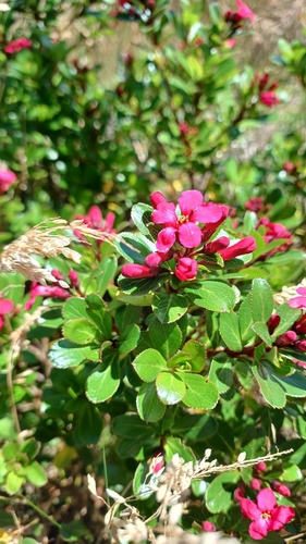 Escallonia lisse 2