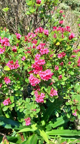 Escallonia lisse 3