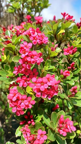 Escallonia lisse 4