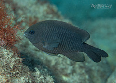 Dusky Damselfish photo 5