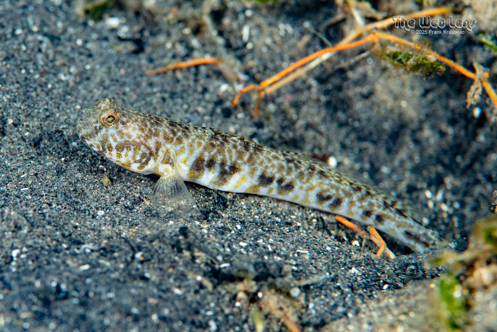 Orangespotted Goby
