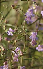 Penstemon triphyllus