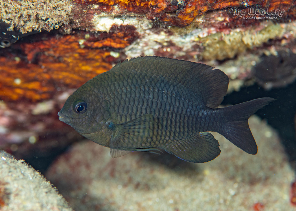 Dusky Damselfish