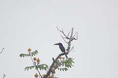 Pteroglossus inscriptus