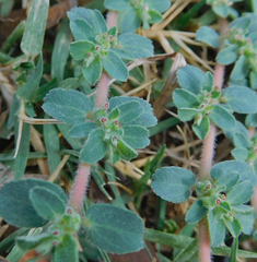 Euphorbia stictospora