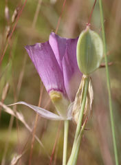 Calochortus nitidus