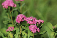 Spiraea splendens splendens